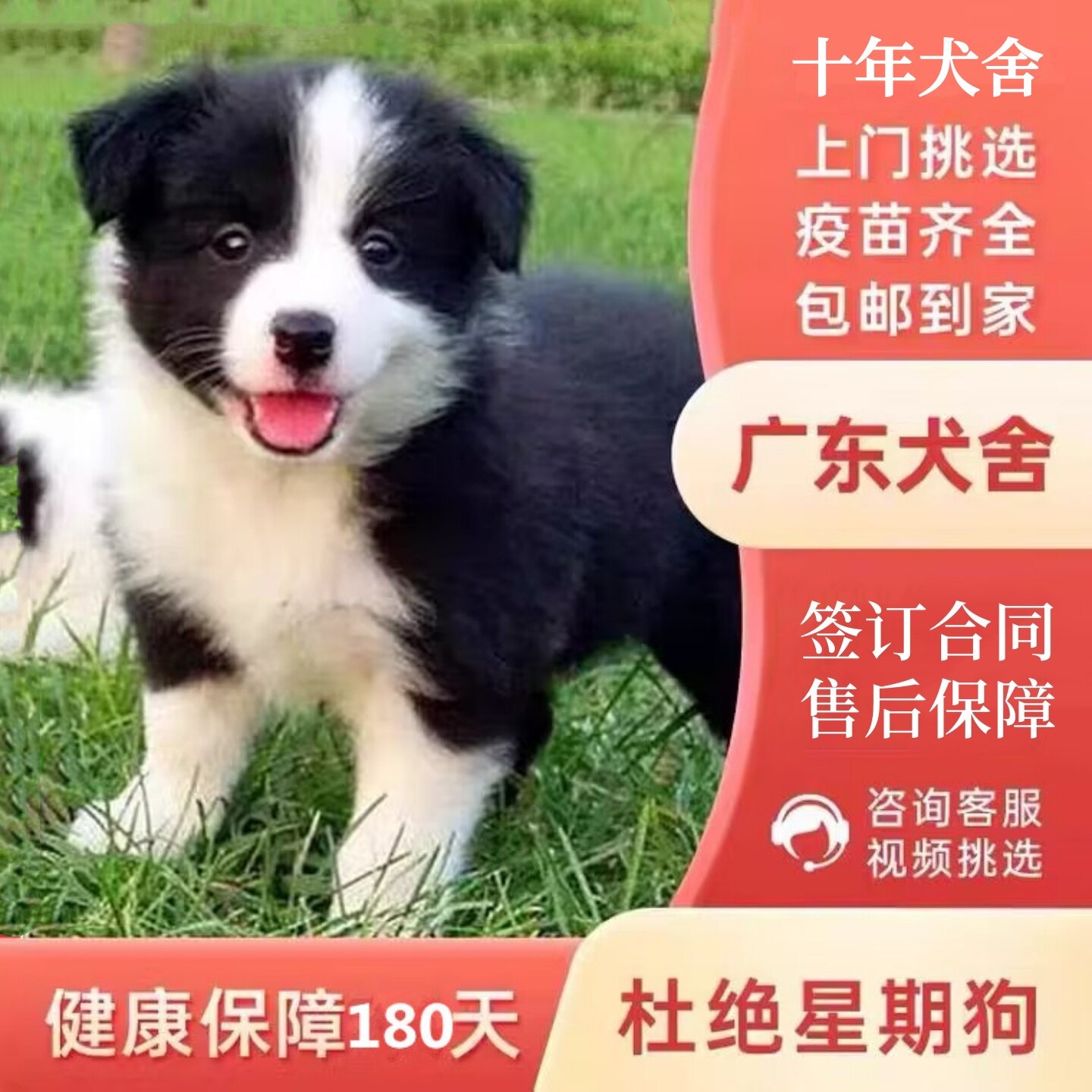 【广州佛山犬舍】纯种边境牧羊犬边牧幼犬黑白陨石金色活体宠物狗