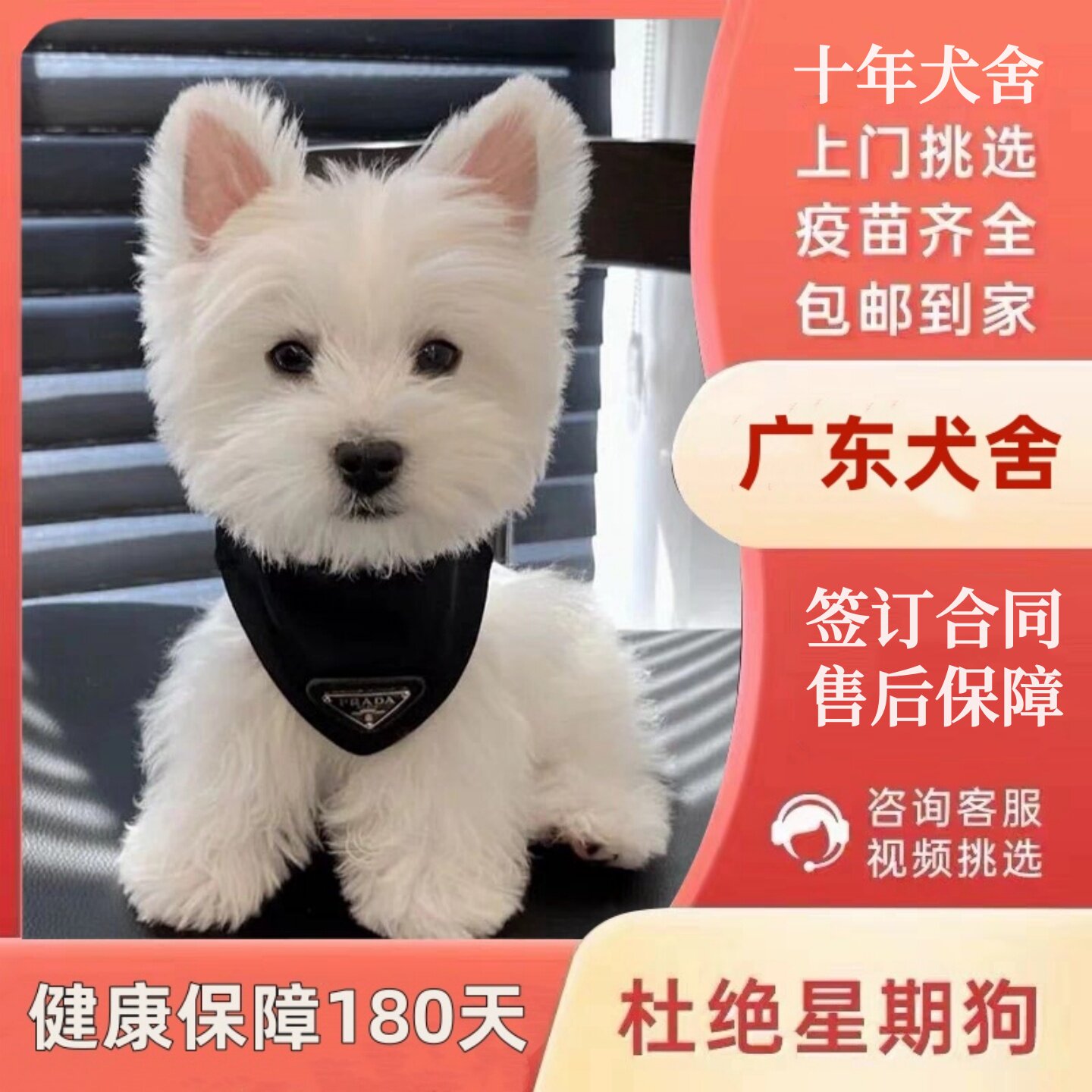 【广州佛山犬舍】纯种西高地幼犬白梗犬双血统小型活体网红宠物狗
