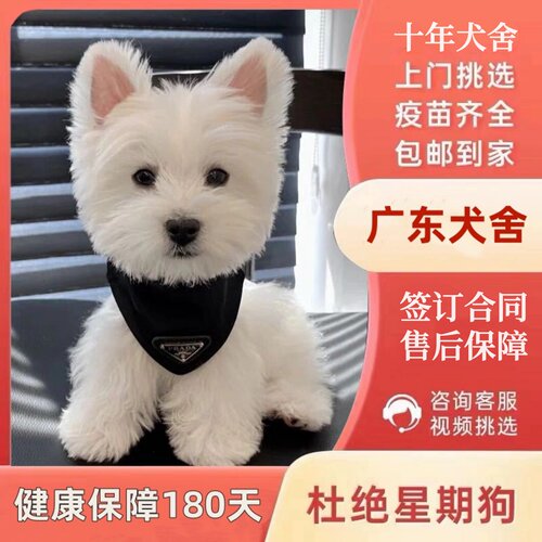 【深圳犬舍】纯种西高地幼犬白梗幼犬纯种双血统小型活体网红宠物