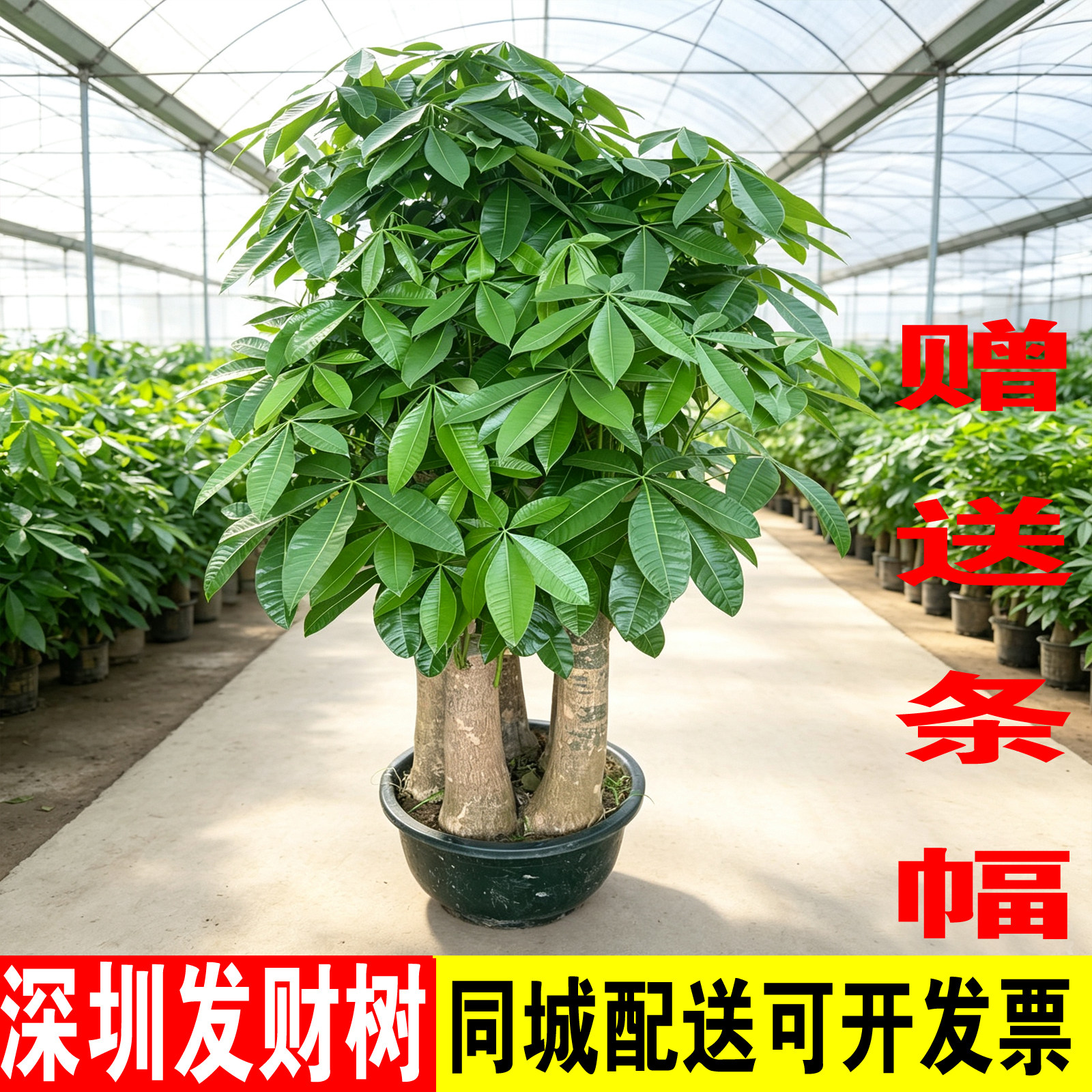 深圳开业绿植金钱树发财树盆栽罗湖福田宝安龙华光明花店同城配送