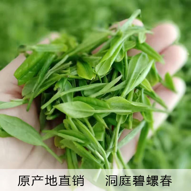 洞庭碧螺春2025年新茶吴中炒青绿茶正宗250g礼盒装春茶叶送礼长辈