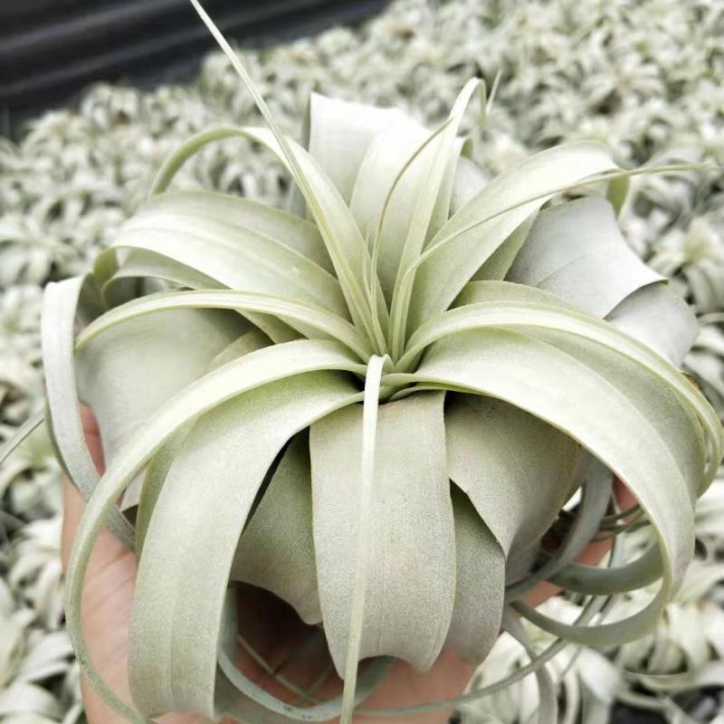 空气凤梨霸王Tillandsia xerographica 办公室室内无