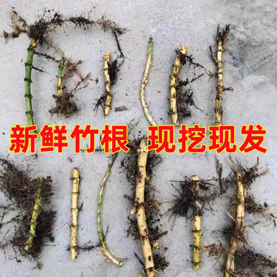 庭院植物竹苗紫竹楠竹早园竹罗汉竹佛肚竹根苗四季长青竹苗根