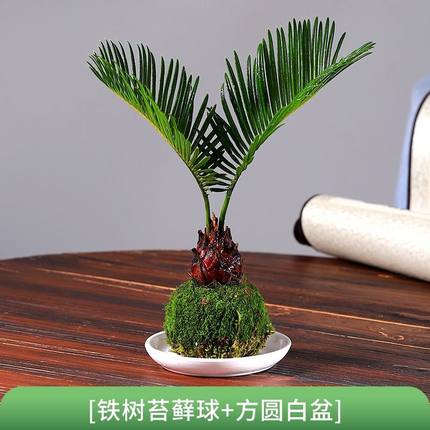 水苔球野草中式创意盆栽苔玉苔藓球观叶绿植桌面茶台摆件拇指盆景