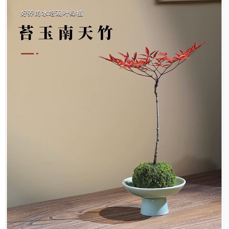 水苔球野草中式创意盆栽苔玉苔藓球观叶绿植桌面茶台摆件拇指盆景