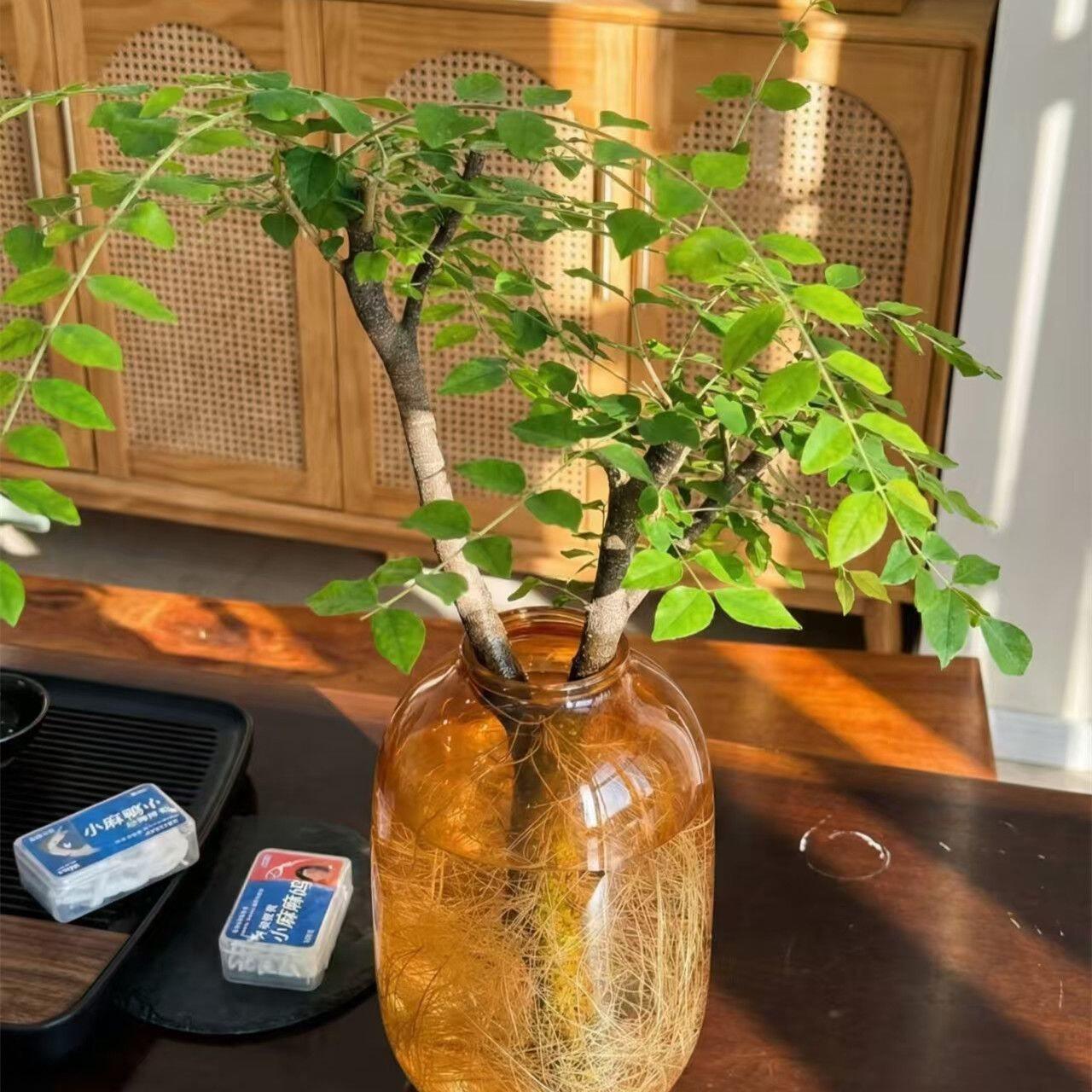 水培小叶女贞老桩悬崖造型盆景四季常青小绿植物客厅办公室内桌面