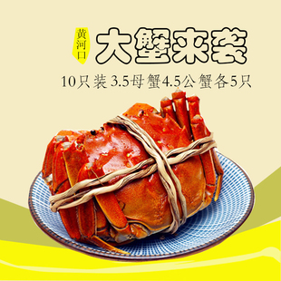 10只装黄河口大闸蟹河蟹母蟹3.5两公蟹4.5两各5只东营大闸蟹螃蟹