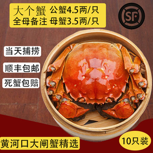 山东东营黄河口大闸蟹螃蟹河蟹大闸蟹礼盒现货顺丰包邮公3两母2两