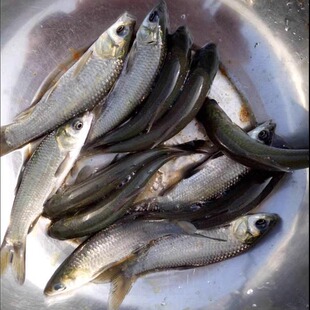 优质螺蛳青鱼苗乌鲩鱼乌青乌混螺蛳混淡水活体四大家鱼苗包邮包活