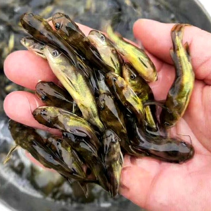 优质黄颡鱼苗黄辣丁黄骨鱼苗昂公昂刺鱼苗汪丁苗淡水活体包邮包活