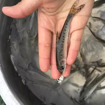 花骨鱼活体淡水养殖鱼苗包邮包活