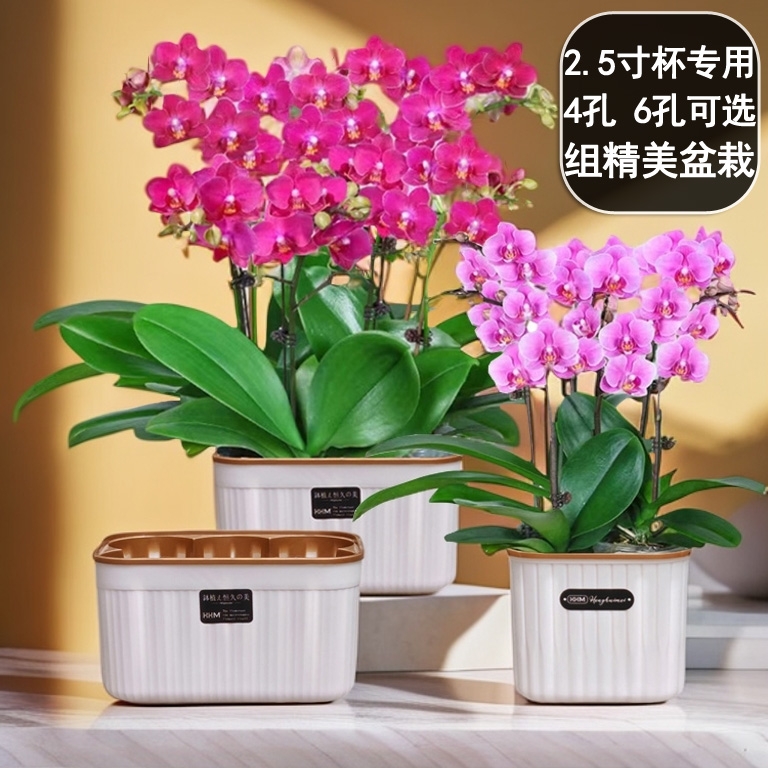 2.5寸兰花杯简约蝴蝶兰专用组盆