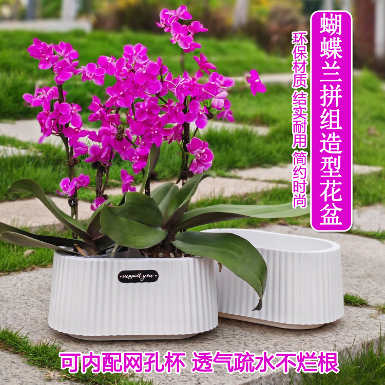 pp树脂北欧风椭圆形花盆蝴蝶兰盆