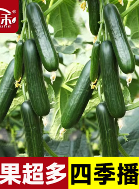 荷兰水果黄瓜种子苗夏季盆栽秧秋青瓜小蔬菜种籽本地高产嫁接秧苗