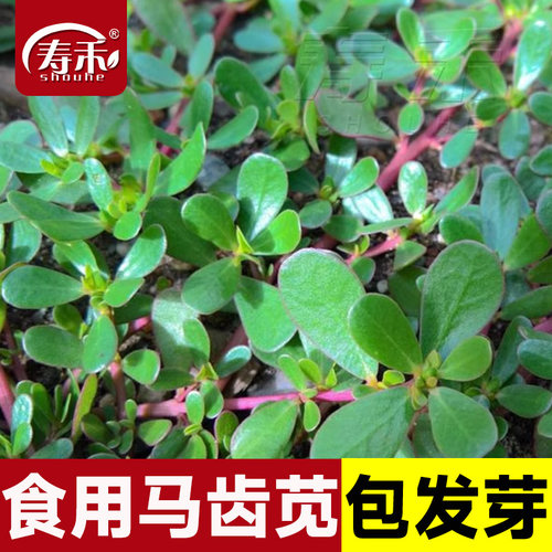 食用马齿苋种子盆栽苋菜菜籽