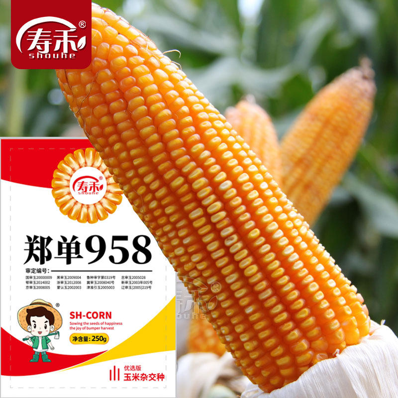 高产玉米杂交种 特大种籽孑郑丹良种郑单958饲料孑种子优质正品