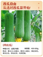 Саженцы оранжевого красного мяса 5 деревьев