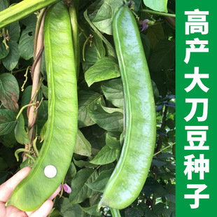 屠龙刀刀豆种子孑春季 秋季 耐热四季 蔬菜挟剑豆特长大刀豆种籽 夏季