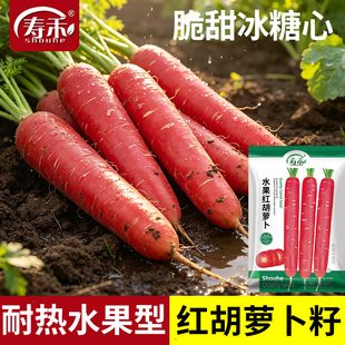 冰糖心红胡萝卜种子水果萝卜大全生吃冰糖脆甜蔬菜种籽红胡罗卜种
