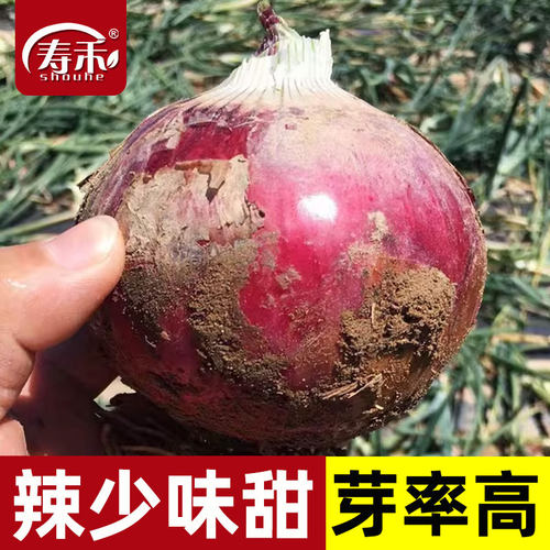 特大耐寒蔬菜冬季洋葱种子