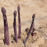 Четыре сезона семян семян пурпурной спаржи с корнями в горшках с пурпурными саженцами саженцев, саженцев, саженцев, корней саженцев, саженцев