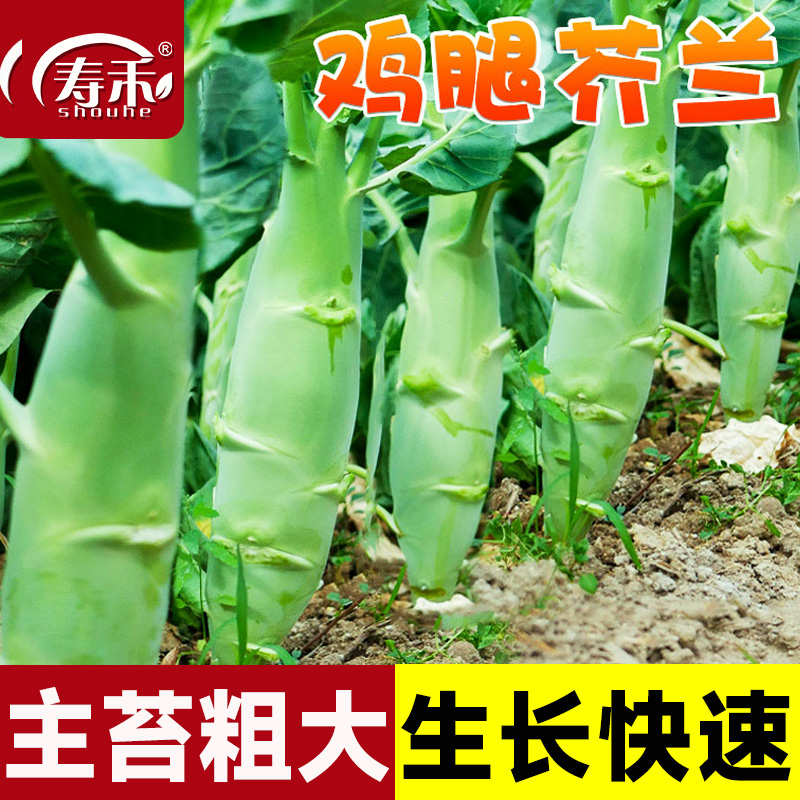 甜脆芥蓝种子粗条广东四季
