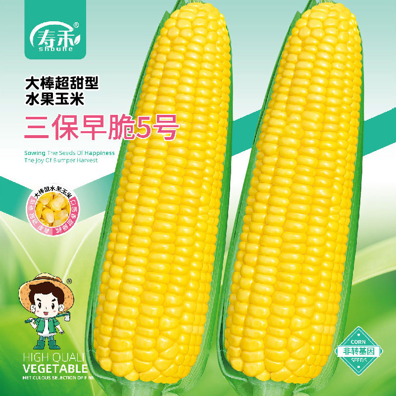 三保早脆5号玉米种子早熟超甜水果玉米种子苗特大高产种籽孑子