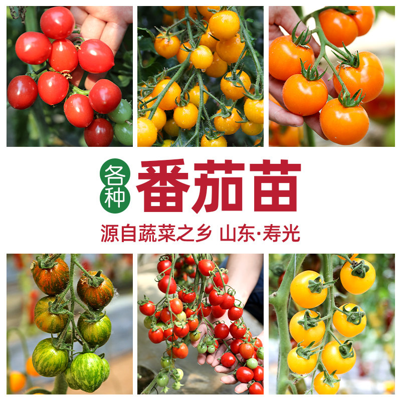 超甜盆栽千禧型小番茄种子种籽孑苗圣女果四季千玺蔬菜秧秧苗果苗