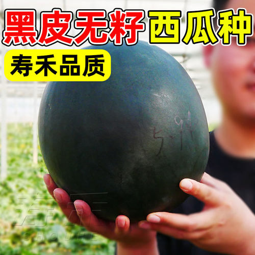 黑美人大西瓜种籽超甜