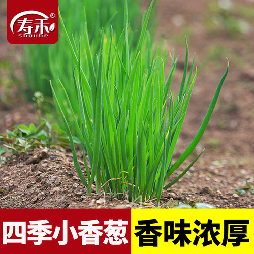 寿禾四季小葱种子阳台盆栽