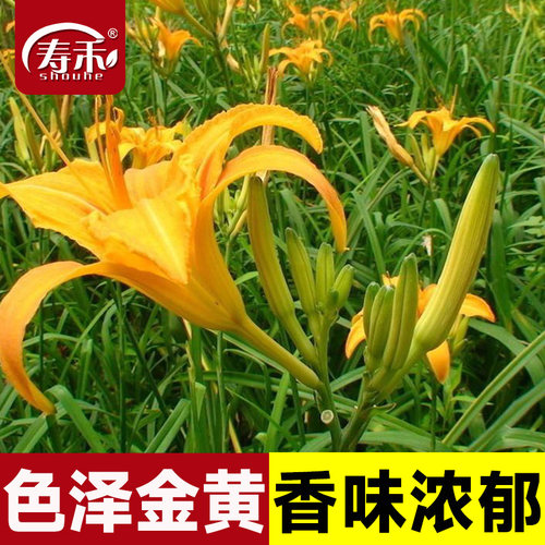 黄花菜种子四季种植食用