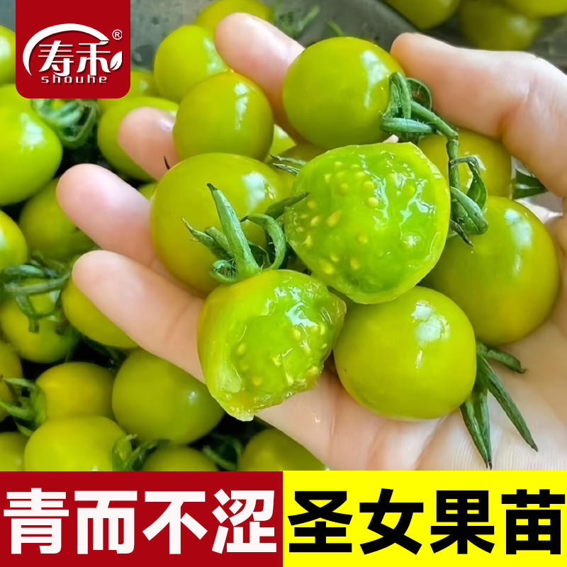 青美玉绿色小番茄种子苗秧樱桃西红柿种籽孑子青甜2号圣女果苗