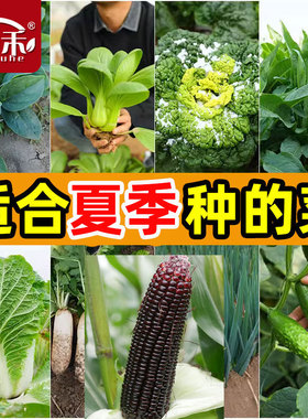 蔬菜种子种籽菜籽苗适合夏季种的菜四季生菜香菜大全4月份四籽种