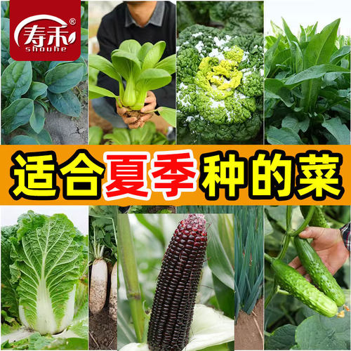 寿禾夏季春夏种植耐热蔬菜种子