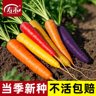 五彩胡萝卜种子种籽彩色水果萝卜四季 籽种蔬菜孑菜籽彩虹胡罗卜