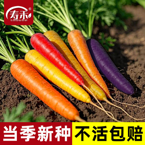 彩虹早熟四季蔬菜孑胡萝卜种子