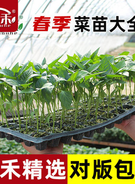 春季蔬菜苗带土番茄小秧苗四季秧菜苗茄子辣椒西瓜黄瓜丝瓜南方