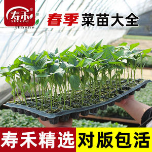 春季蔬菜苗带土番茄小秧苗四季秧菜苗茄子辣椒西瓜黄瓜丝瓜南方