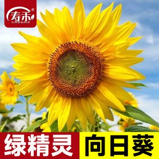 绿精灵向日葵种子种籽子苗矮四季幼苗盆栽观赏葵花花苗孑花种活苗