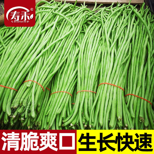 豇豆种子特长春秋蔬菜大全