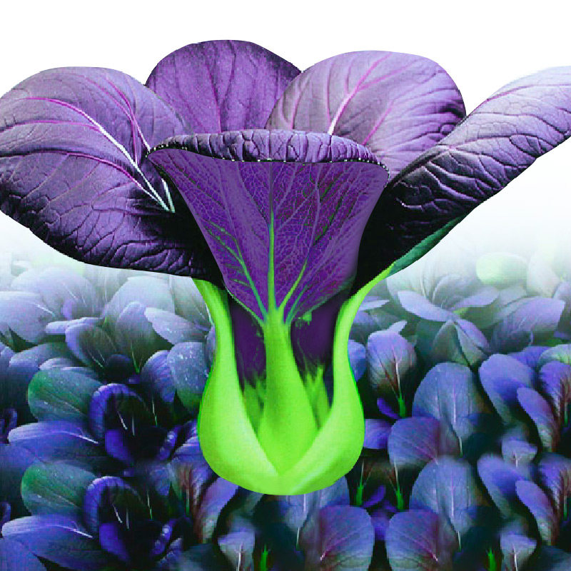 紫罗兰紫油菜种子小青菜种籽红上海青菜籽蔬菜孑菜种秋季四季籽种