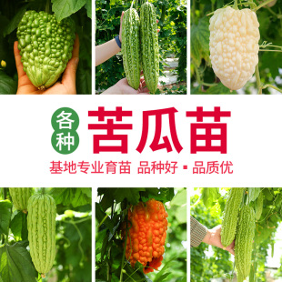 各种苹果苦瓜种子种籽苗苗子四季 秧蔬菜南方白孑嫁接瓜类秧苗大全