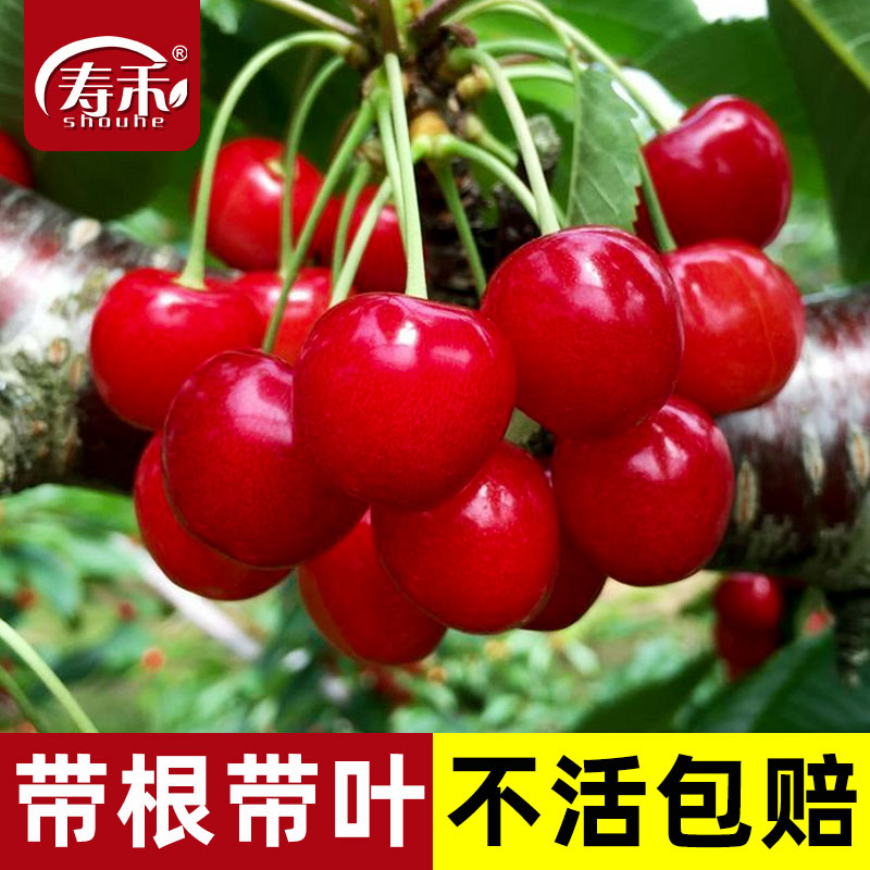 樱桃树树苗种植南方车厘子