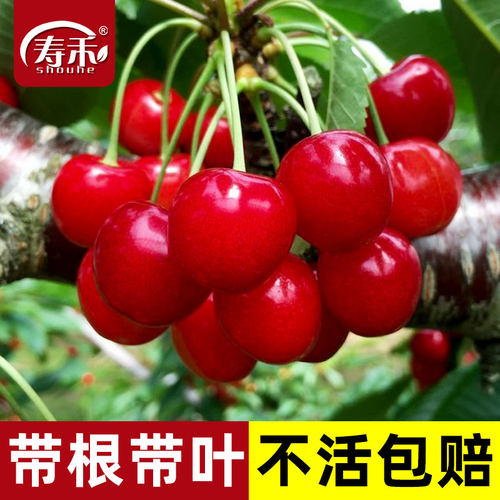 樱桃树树苗种植南方车厘子
