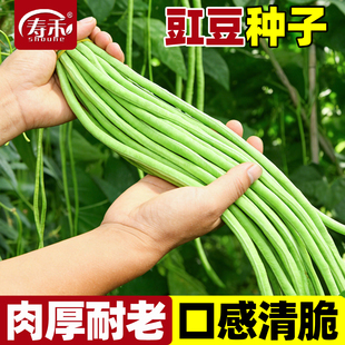 豇豆种子高产秋豆角种籽虹豆豆角八月豆角种子大全四季蔬菜籽种孑