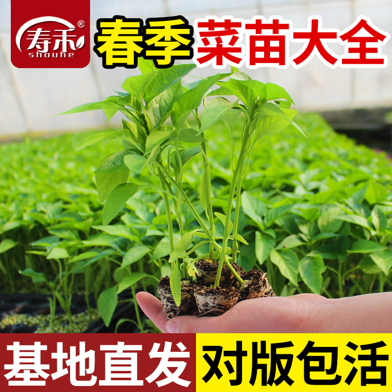 南方蔬菜种子种籽苗春季小番茄秧苗秧菜苗茄子豆角辣椒西瓜南瓜