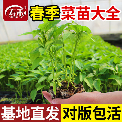 南方蔬菜种子种籽苗春季小番茄秧苗秧菜苗茄子豆角辣椒西瓜南瓜