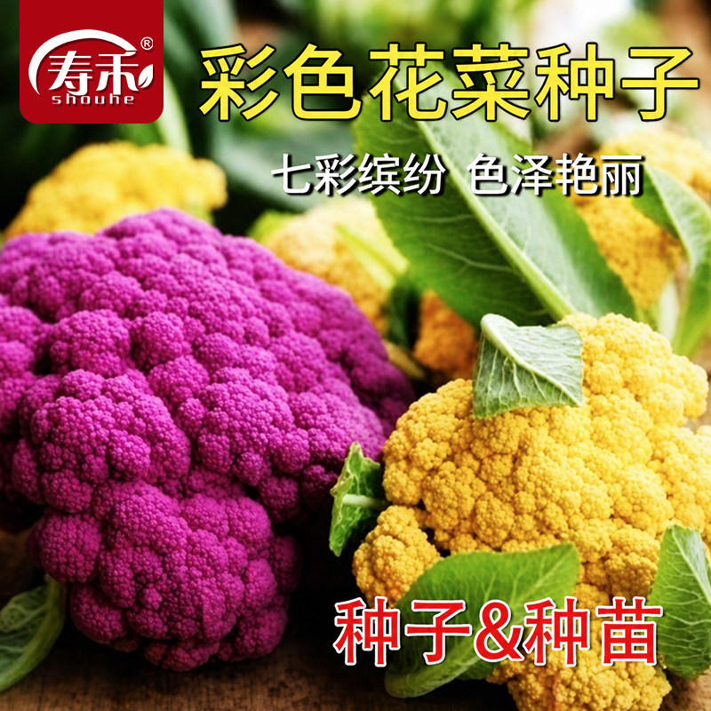 花椰菜种子苗宝塔菜秋后紫色花菜菜花西兰花种子种籽西蓝花孑籽种图片