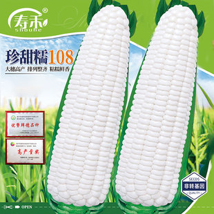 珍甜糯108白玉米种子甜糯玉米种籽耐旱四季种植杂交水果玉米