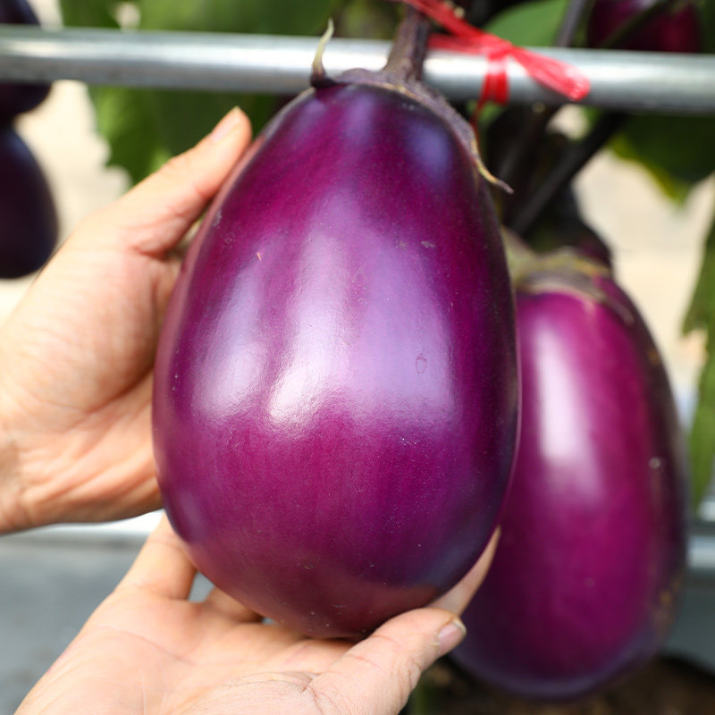 特大紫罐茄种子苗圆茄牛心茄高产紫黑烧烤茄子四季蔬菜种籽孑菜种,鲜花速递/花卉仿真/绿植园艺,家庭园艺种子,淘宝优惠券,粉丝福利购,淘宝优惠卷